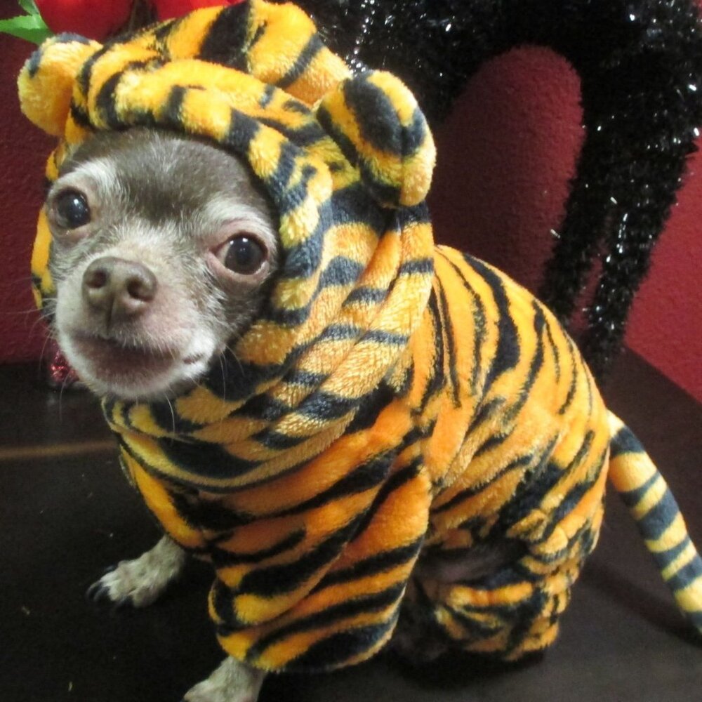 Super cute Tiger chihuahua dog one piece costume size small worn by a lucky dog